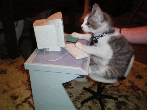 Computer typing cat